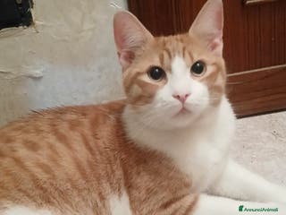 Europeo gatti regalo gatti - Annuncio 3