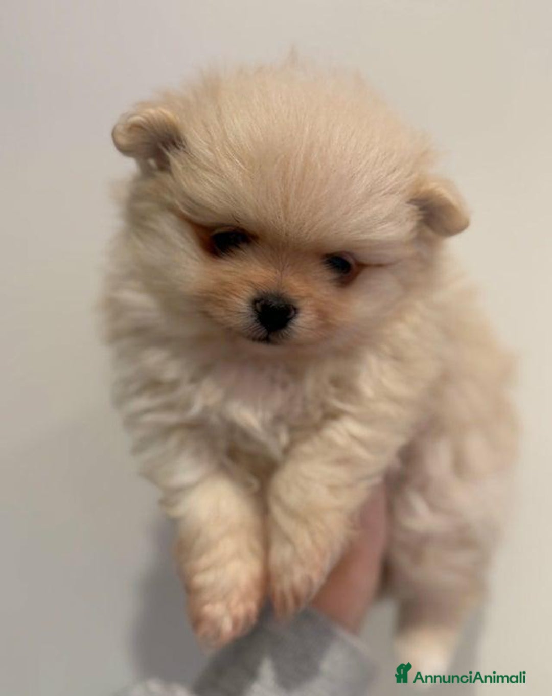 Volpino Pomerania cani in vendita: Bellissimi cuccioli di Pomerania di razza pura  - Annuncio 10