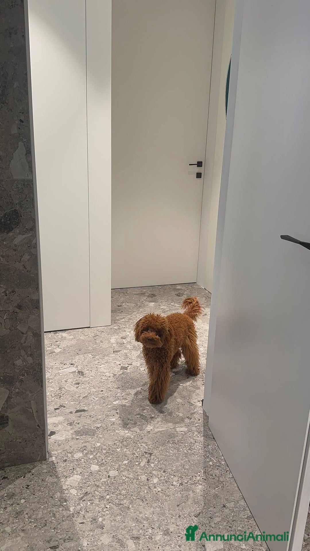 Barboncino cani per accoppiamento: DOLCE ETTORE CERCA FIDANZATA  - Annuncio 4