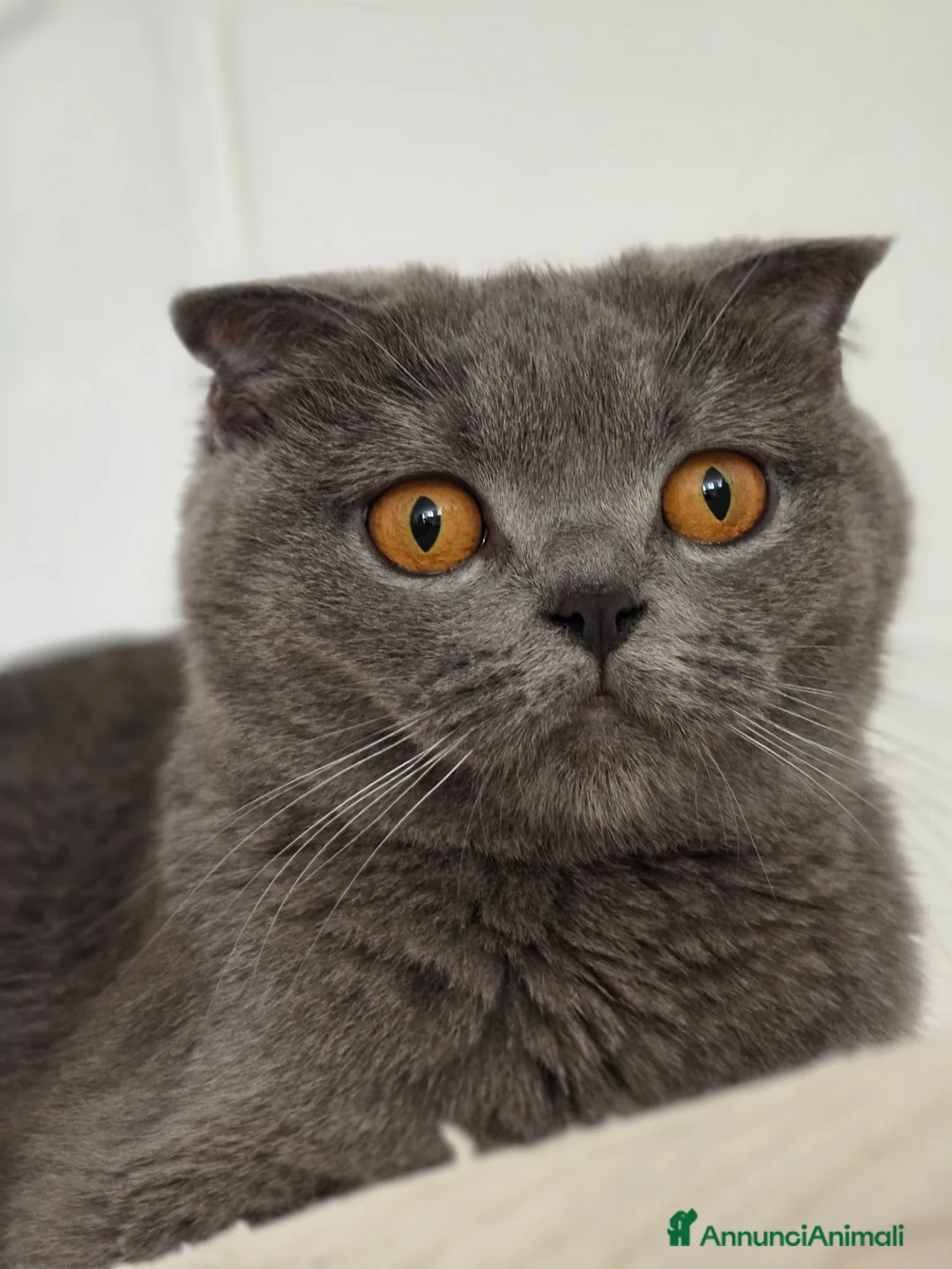 British gatti in vendita: Tre piccoli British pronti a comandare casa 😸 - Annuncio 1