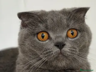 British gatti Tre piccoli British pronti a comandare casa 😸 - Annuncio 4
