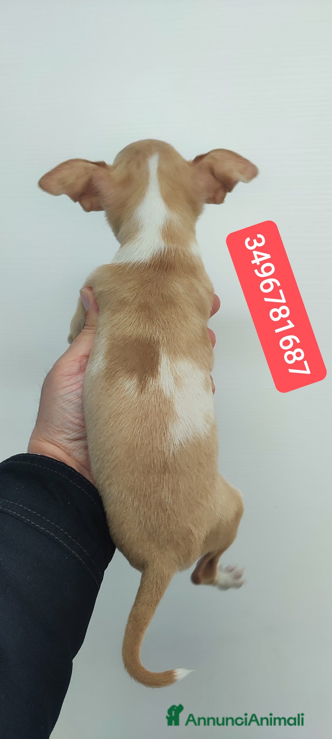 Chihuahua cani in vendita: CHIHUAHUA cucciolo coccoloso - Annuncio 2