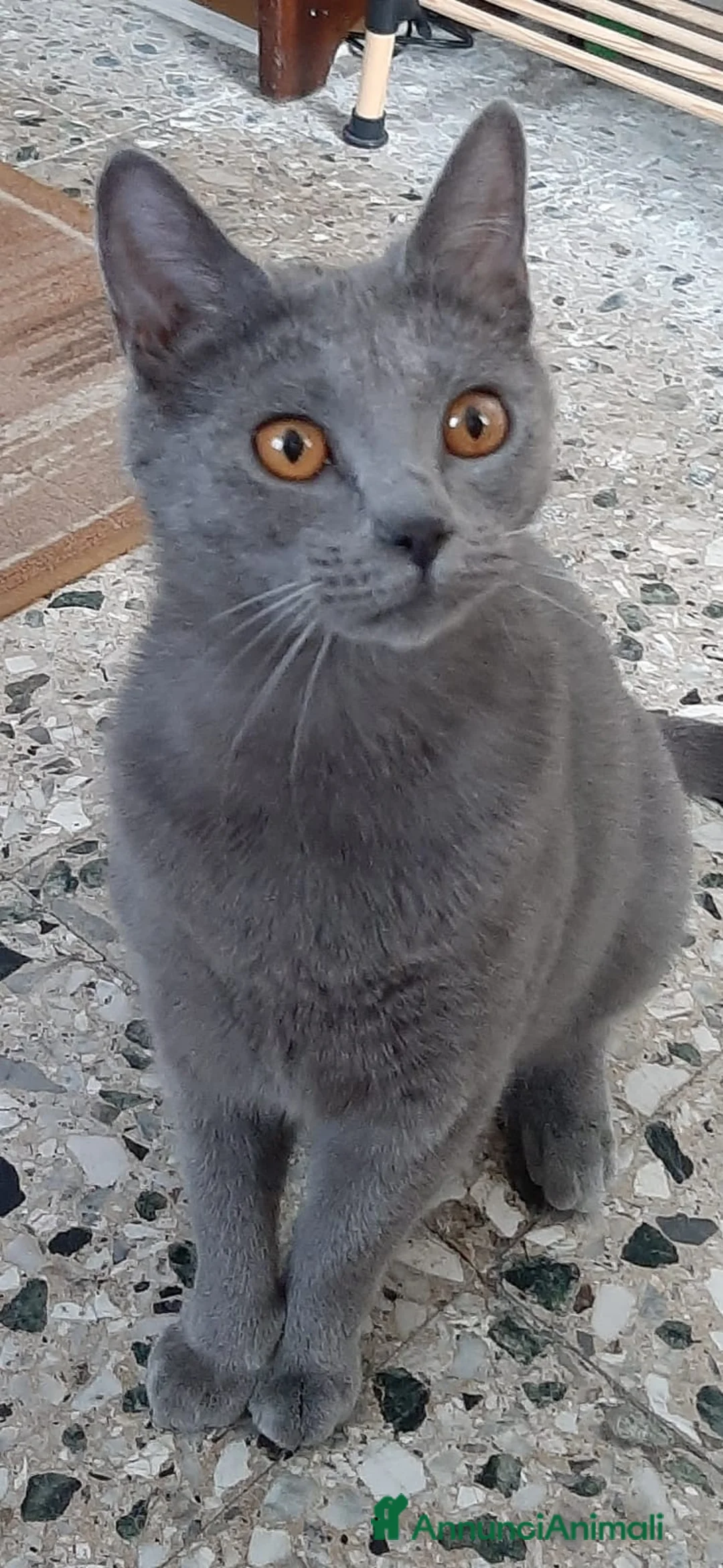 Certosino gatti in vendita: Cessione di Gattina Certosina  - Annuncio 2
