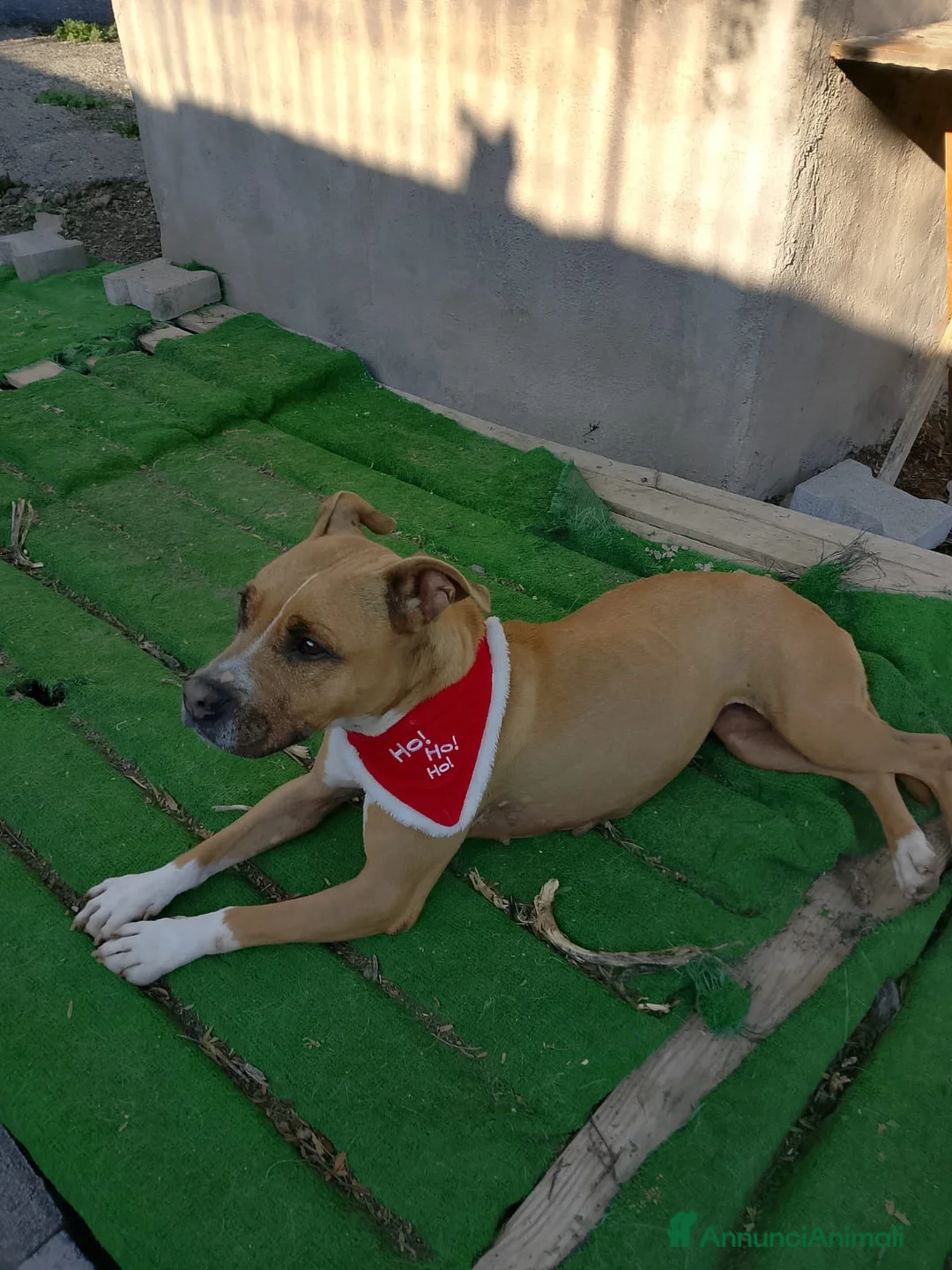 Pitbull cani in regalo: Scilla cerca urgentemente casa!!  - Annuncio 2