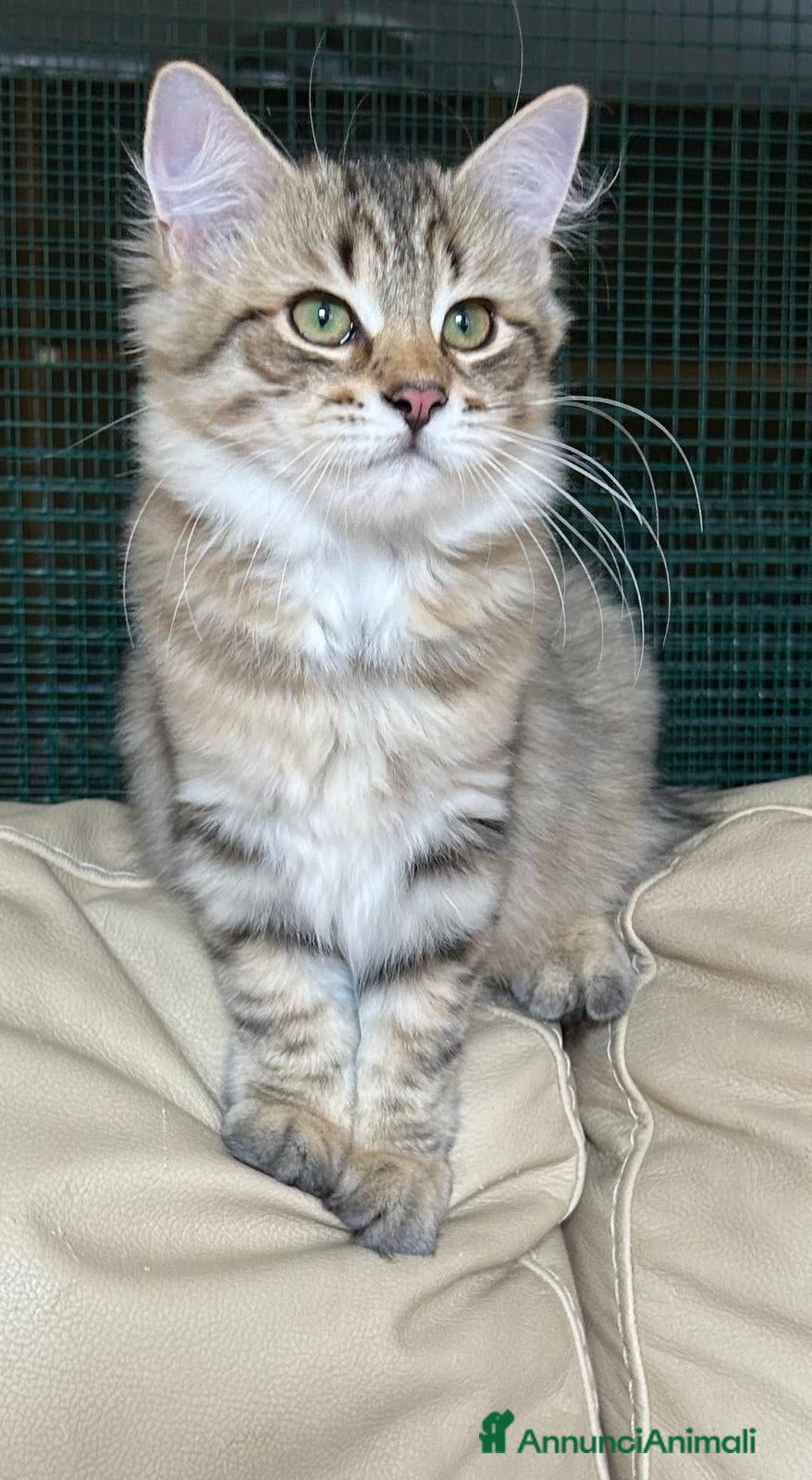 Siberiano gatti Cuccioli Siberiano - Annuncio 17