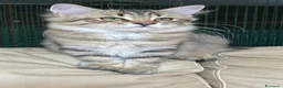 Siberiano gatti in vendita: Cuccioli Siberiano - Annuncio 1