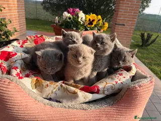 Scottish gatti Cuccioli scottish straight e fold - Annuncio 1