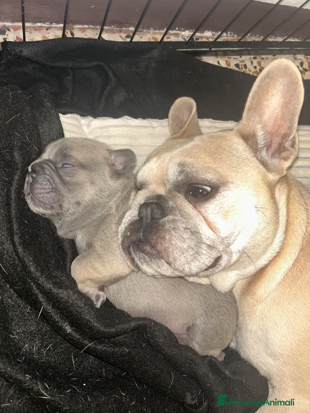 Bulldog Francese cani in vendita: Bulldog Francesi Blue - Annuncio 14