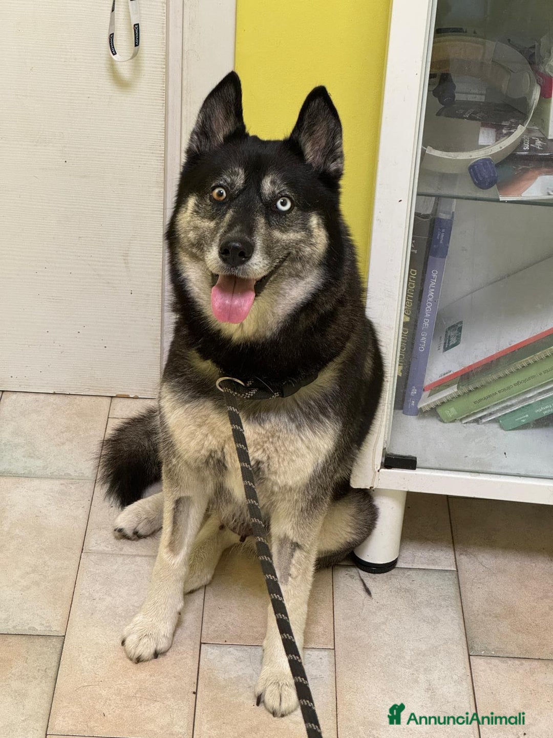Husky cani in vendita: CUCCIOLI DI SIBERIAN HUSKY a Provincia di Perugia - Immagine 8