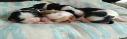 Cavalier King cani in vendita: Cavalier king con pedigree enci  a Provincia di Sondrio - Annuncio 8