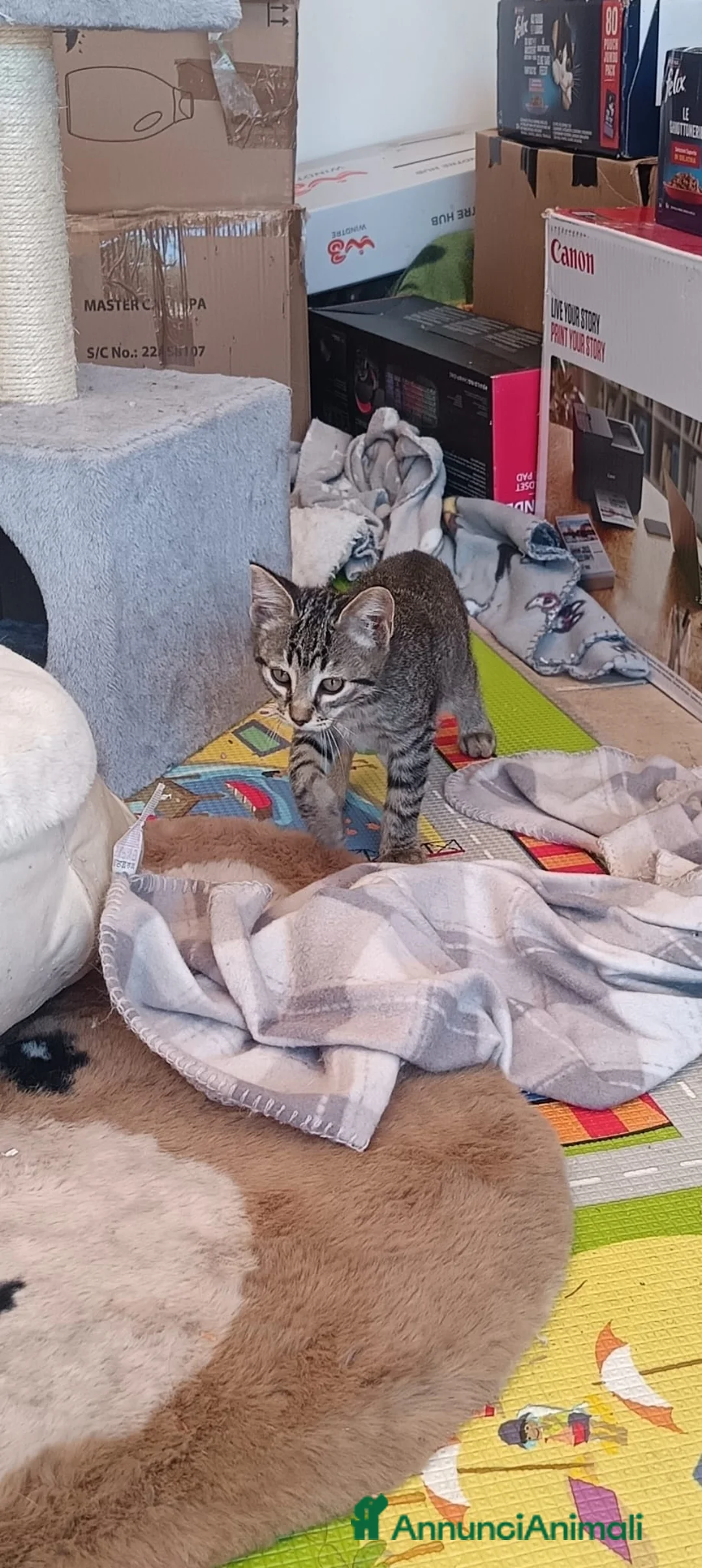 Meticcio gatti in regalo: GATTI E GATTINO DOLCISSIMO - Annuncio 17