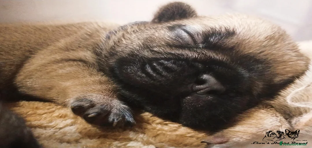 Immagine della galleria {{count}}