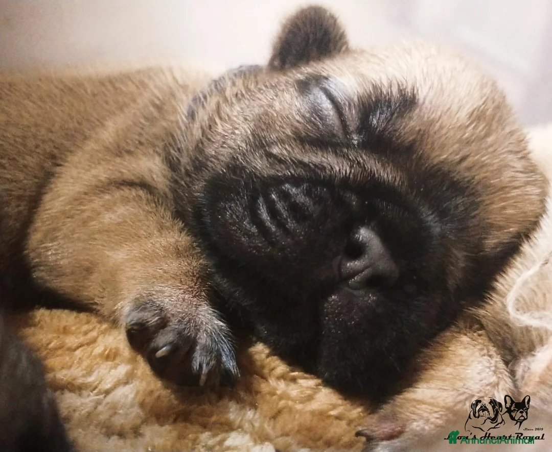 Immagine della galleria {{count}}