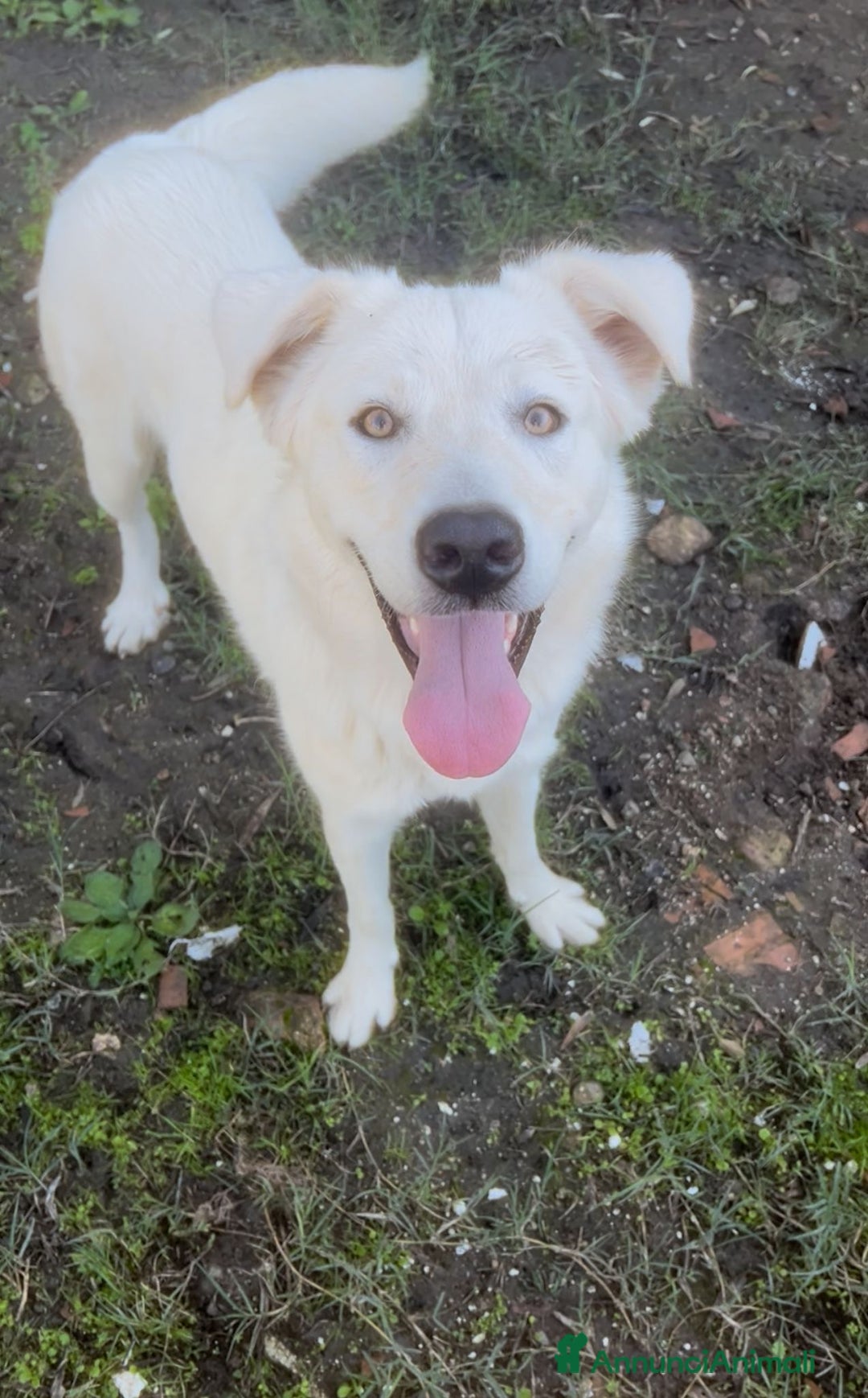 Meticcio cani in regalo: GUE’ 💙 -cucciolo di 11 mesi cerca ancora casa🙏🏻 - Annuncio 2