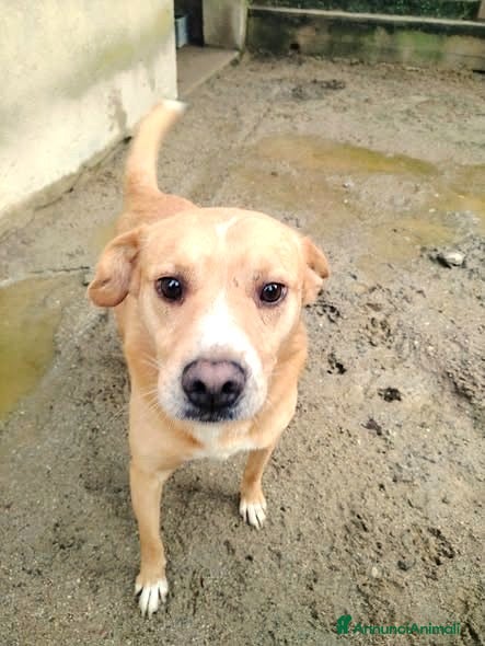 Meticcio cani ADOZ.DEL CUORE:da 12 anni senza nome, solo nr.27 - Annuncio 2