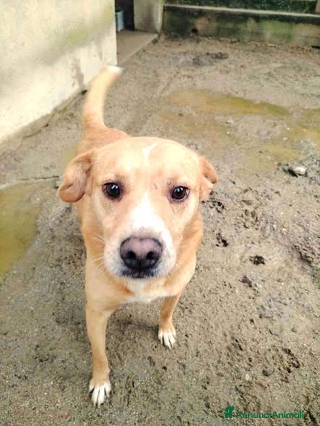 Meticcio cani in regalo: ADOZ.DEL CUORE:da 12 anni senza nome, solo nr.27 - Annuncio 2