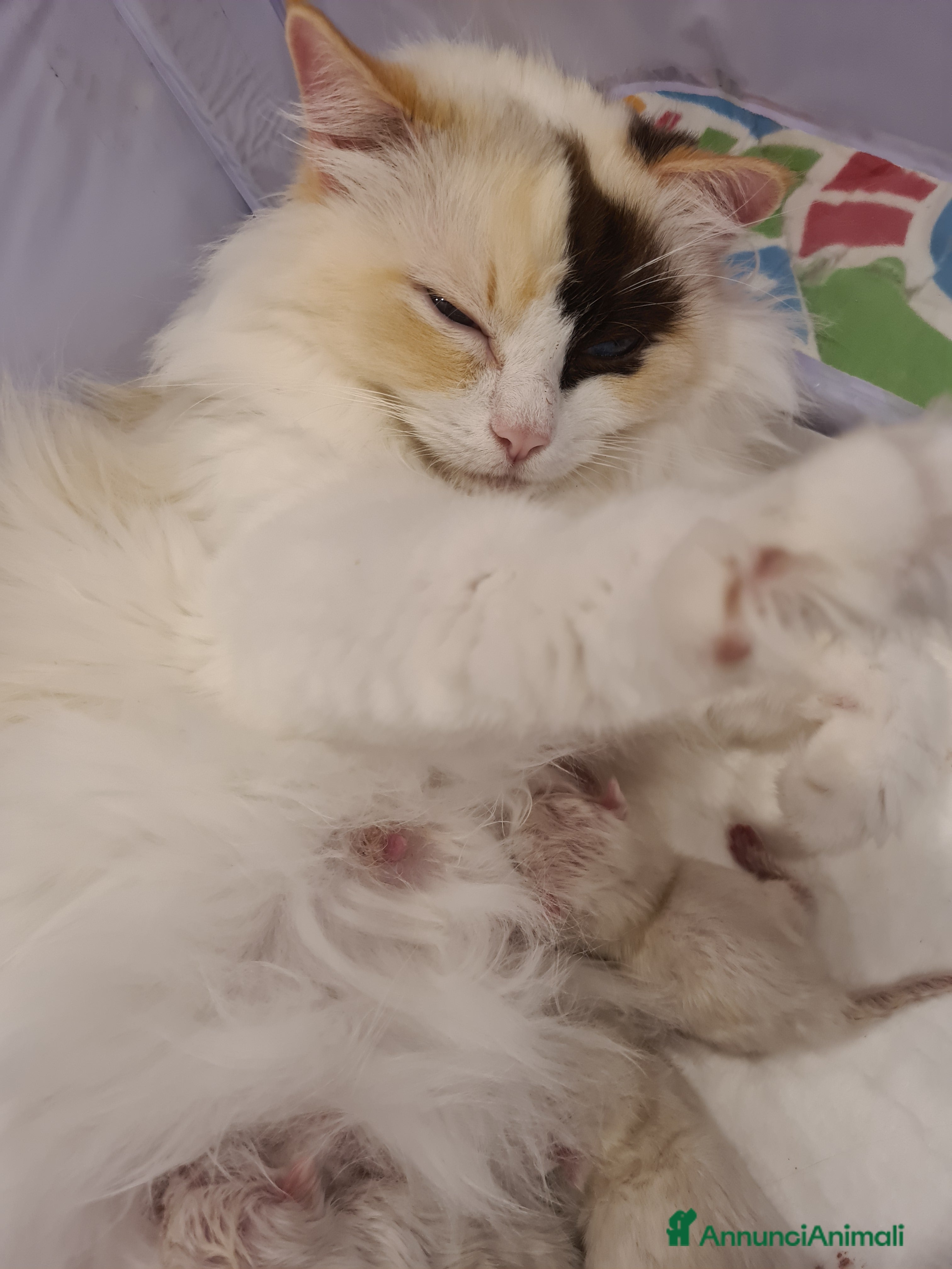 Ragdoll gatti Stupenda cucciolata Ragdoll - Annuncio 3