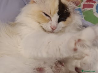 Ragdoll gatti Stupenda cucciolata Ragdoll - Annuncio 5