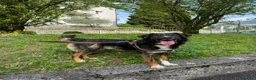 Meticcio cani in regalo: duke  - Annuncio 2