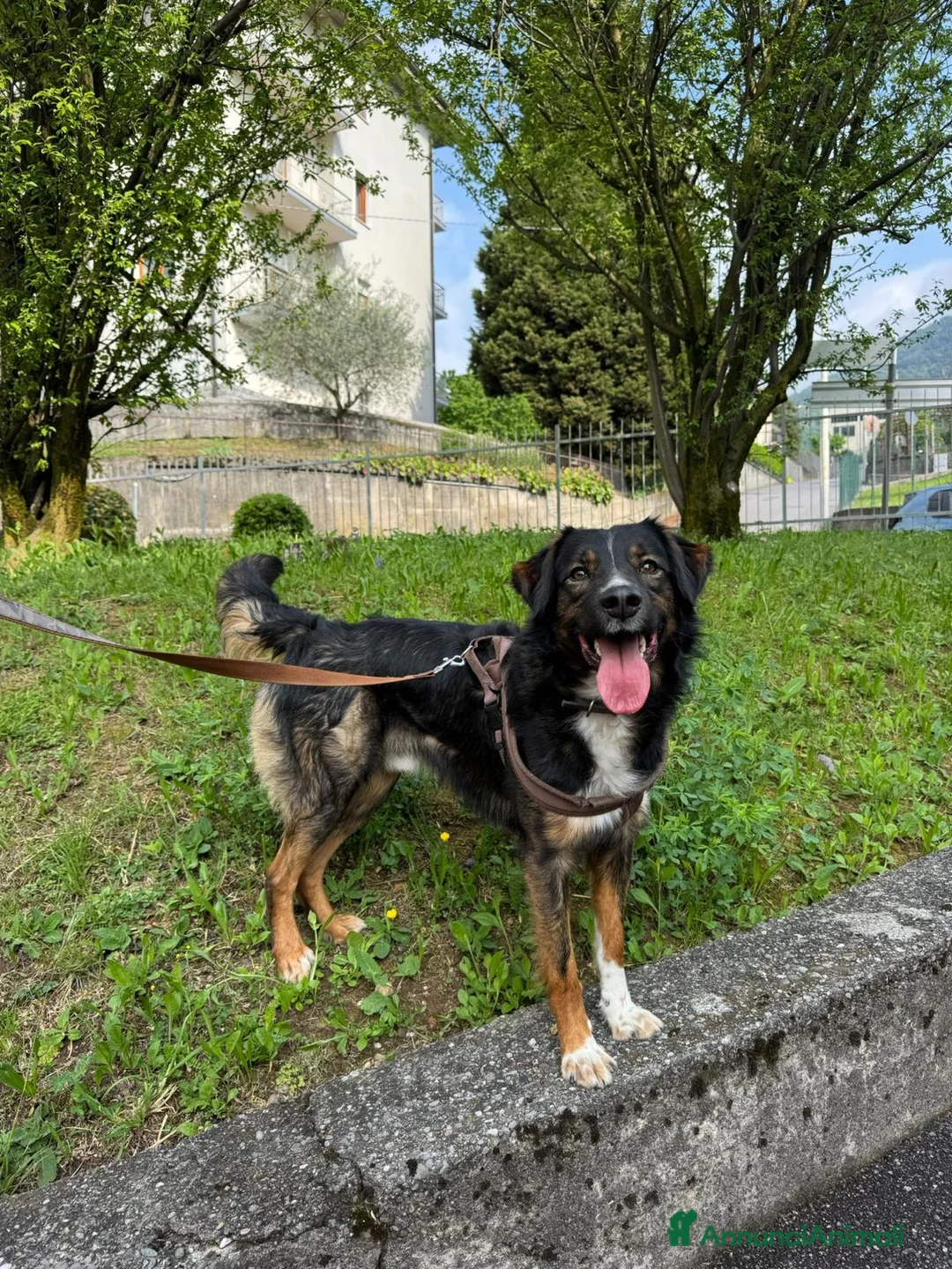 Meticcio cani in regalo: duke  - Annuncio 2
