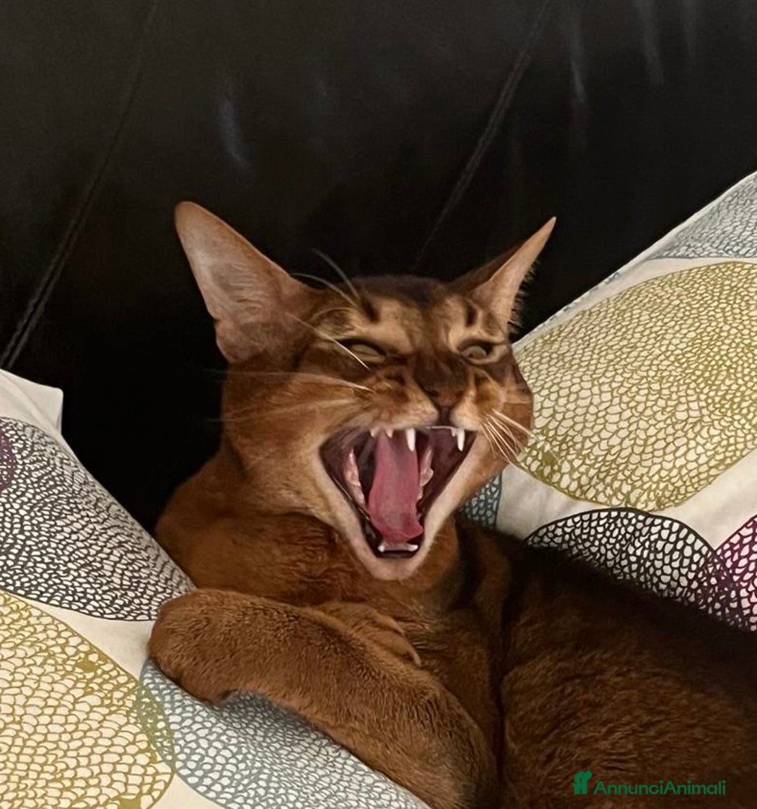 Abissino gatti per accoppiamento: Gatto Abissino Lucio cerca moglie  - Immagine 3