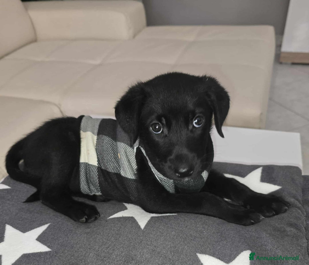 Meticcio cani in regalo: dolcissima cucciola nerea in regalo - Annuncio 2