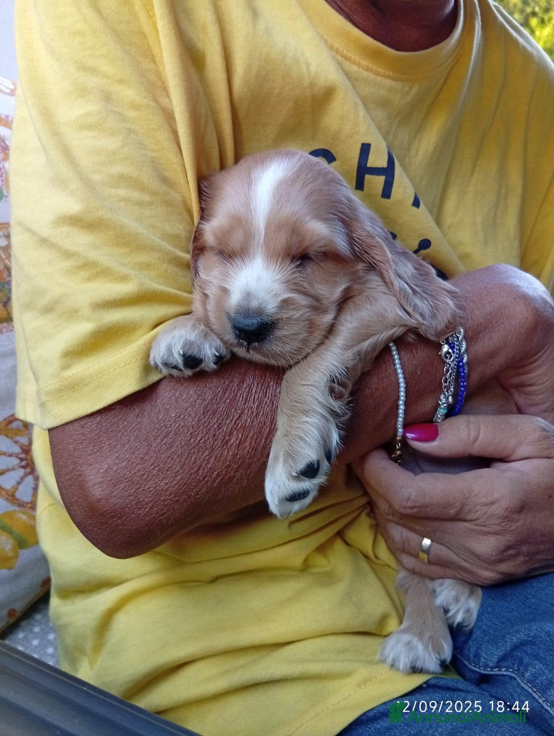 Oatiemeal Golden Retriever And French Bulldog Do French Bulldogs