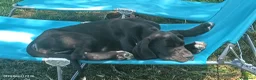 Alano cani in vendita: Cucciole di Alano  - Annuncio 5