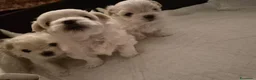Maltese cani in vendita: Cuccioli di maltese  a Provincia di Macerata - Annuncio 8
