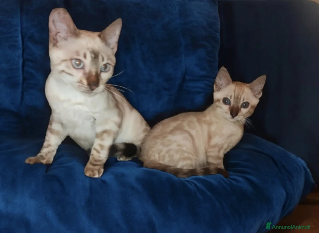 Bengala gatti in vendita: Bellissimi gattini del Bengala  - Annuncio 1