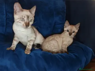 Bengala gatti Bellissimi gattini del Bengala - Annuncio 5