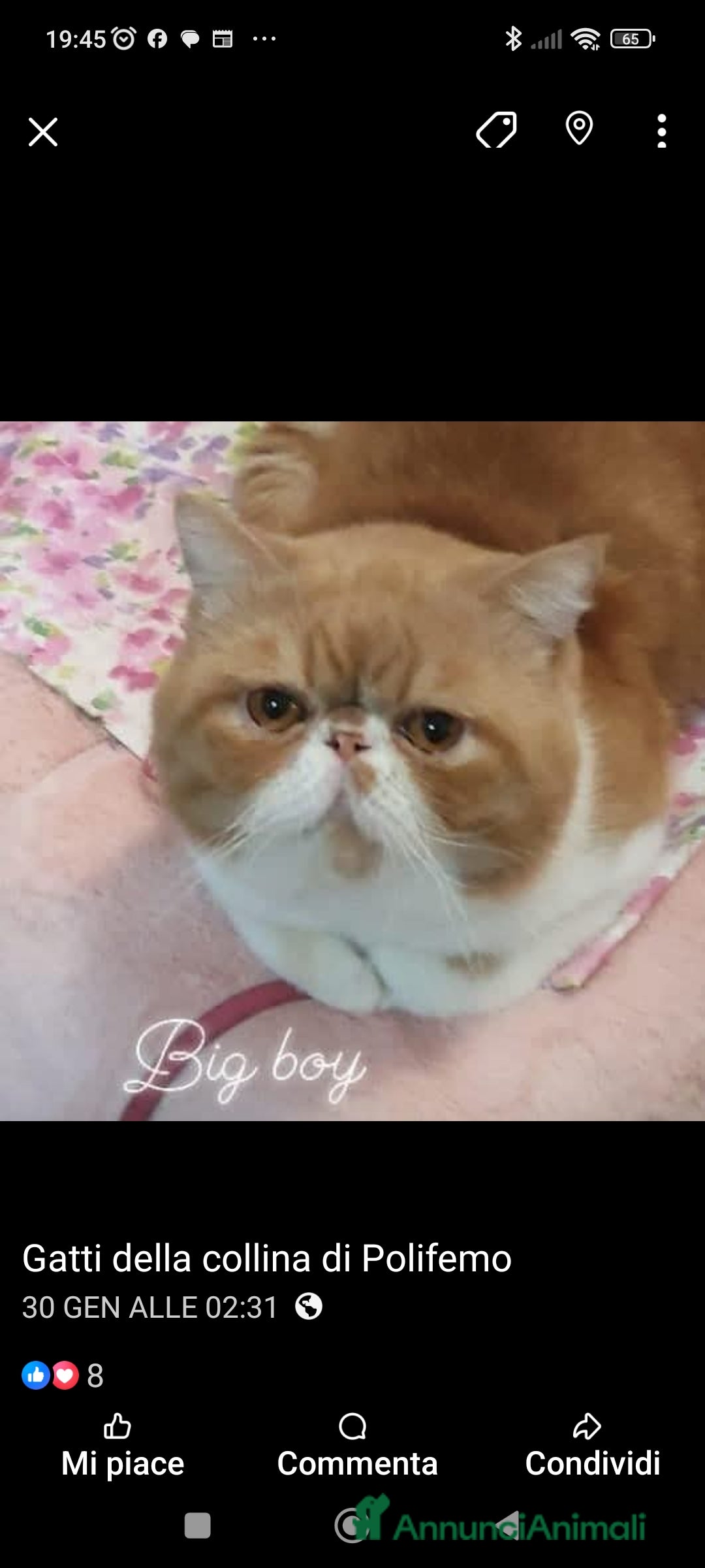 Exotic Shorthair gatti in vendita: Cuccioli gatto Exotica short hair - Annuncio 4