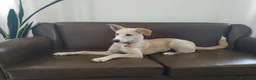 Meticcio cani in regalo: Regalo meticcio - Annuncio 7