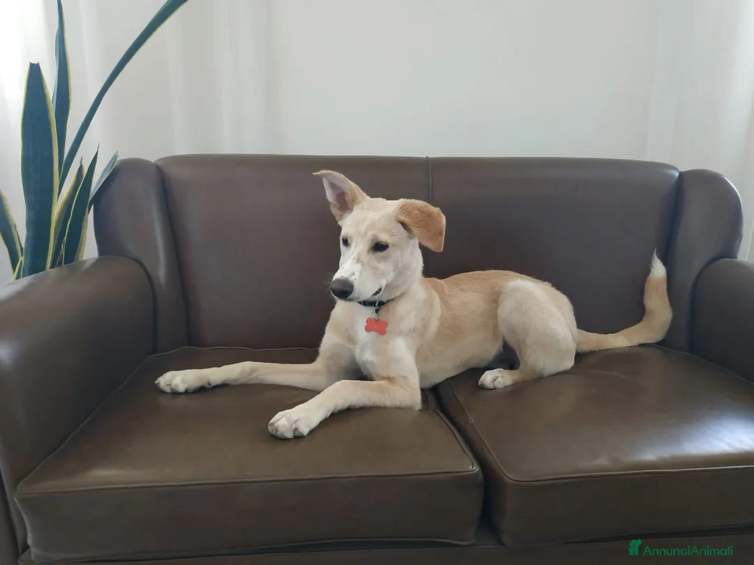 Meticcio cani in regalo: Regalo meticcio - Annuncio 7