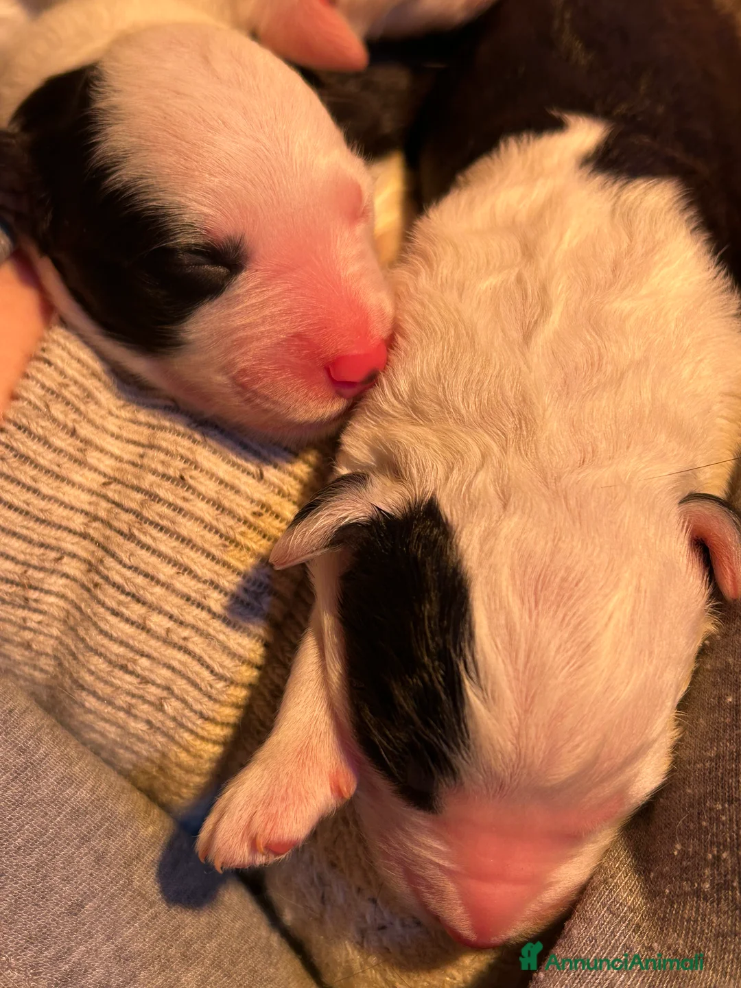 Bobtail cani in vendita: Cuccioli di Bobtail  - Annuncio 23