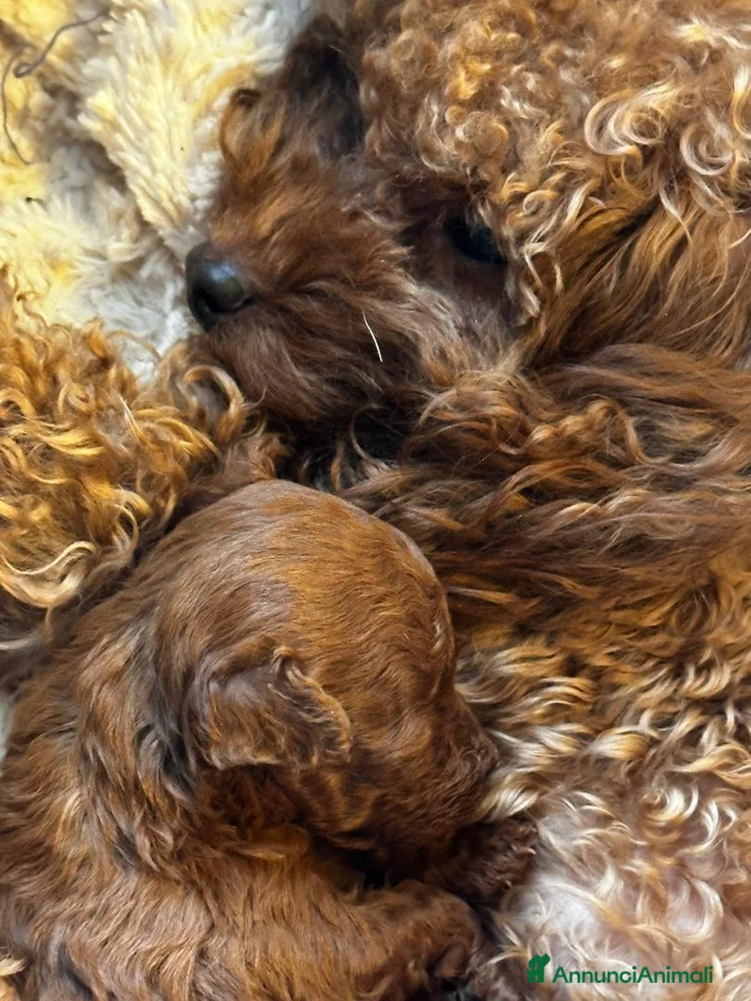 Barbone cani in vendita: Cuccioli barbone toy color fulvo - Annuncio 2