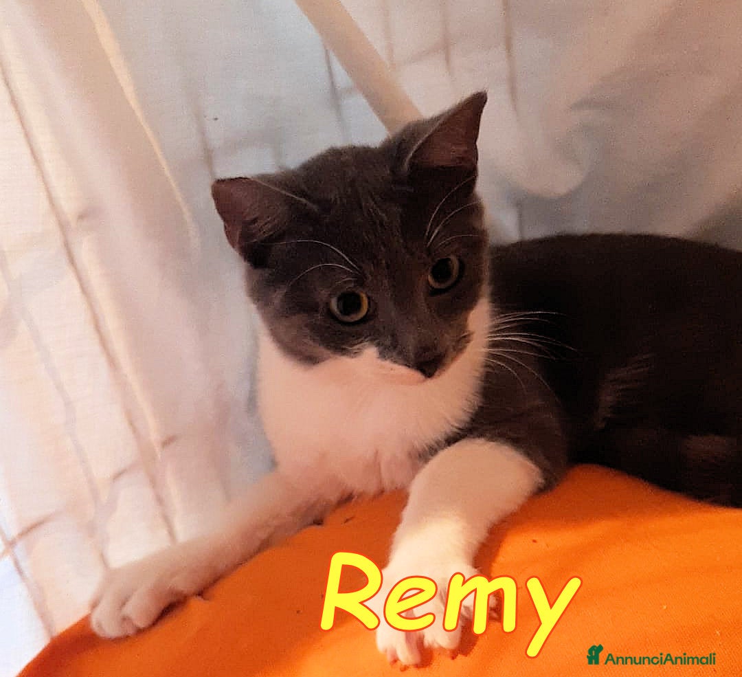 Europeo gatti in regalo: 𝗦𝗮𝗹𝘃𝗶𝗮𝗺𝗼𝗴𝗹𝗶 𝗹𝗮 𝘃𝗶𝘁𝗮 Adottatelo - Annuncio 4