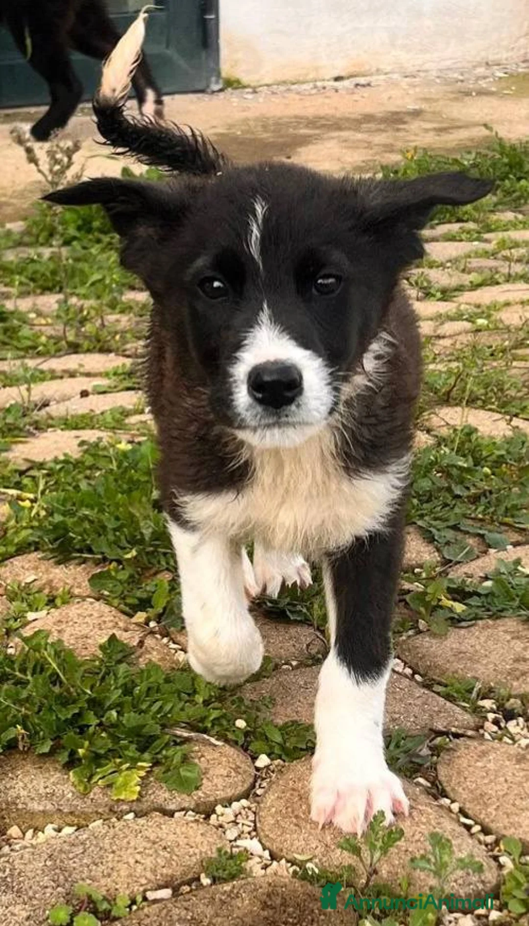 Meticcio cani in regalo: 3 SPLENDIDI FRATELLINI - Annuncio 1