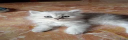 Persiano gatti in vendita: Disponibili CUCCIOLI DI PERSIANO - Annuncio 3