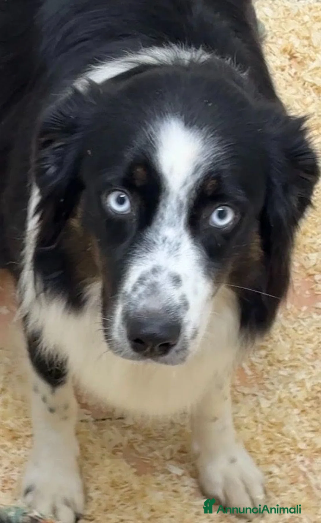 Australian Shepherd cani in vendita: Cuccioli Australian Shepherd / Pastore Australiano - Annuncio 2
