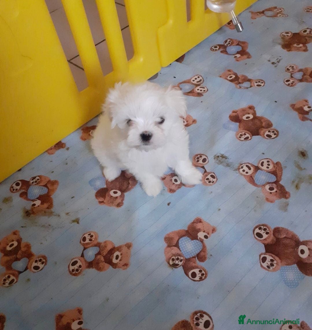 Maltese cani Maltese cuccioli  - Annuncio 1
