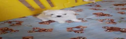 Maltese cani in vendita: Maltese cuccioli  - Annuncio 1