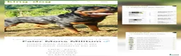 Rottweiler cani in vendita: Cuccioli rottweiler  - Annuncio 15