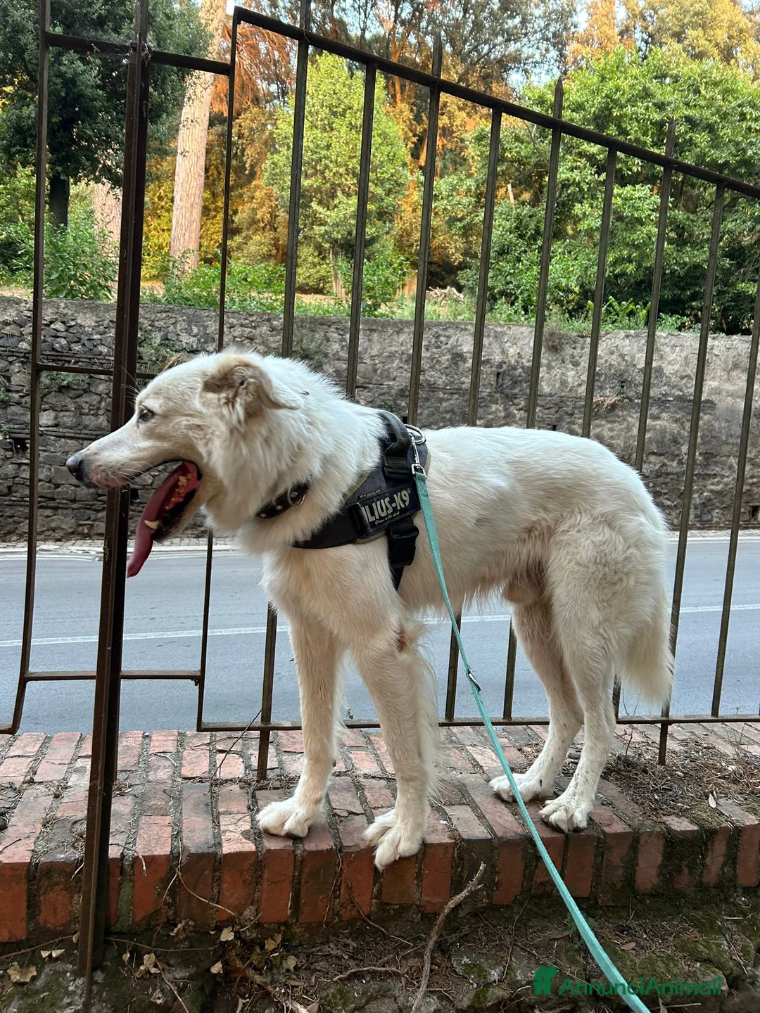 Altre razze cani in regalo: Adriano, il nostro imperatore cerca casa  a Città metropolitana di Roma Capitale - Annuncio 5