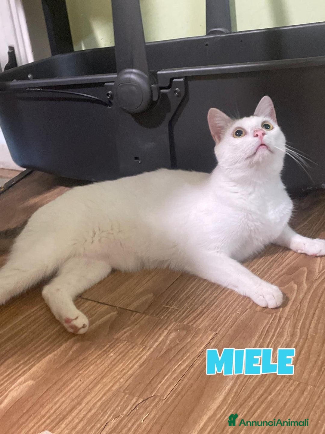 Europeo gatti in regalo: Karma e Miele due micini meravigliosi  - Annuncio 5