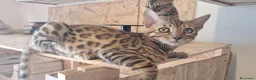 Bengala gatti in vendita: Bengala cuccioli pedegree a Provincia di Forlì-Cesena - Annuncio 2