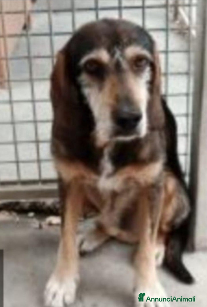 Segugio cani Segugio entrato in canile nel 2012! URBINO SOS a Città metropolitana di Milano - Annuncio 2