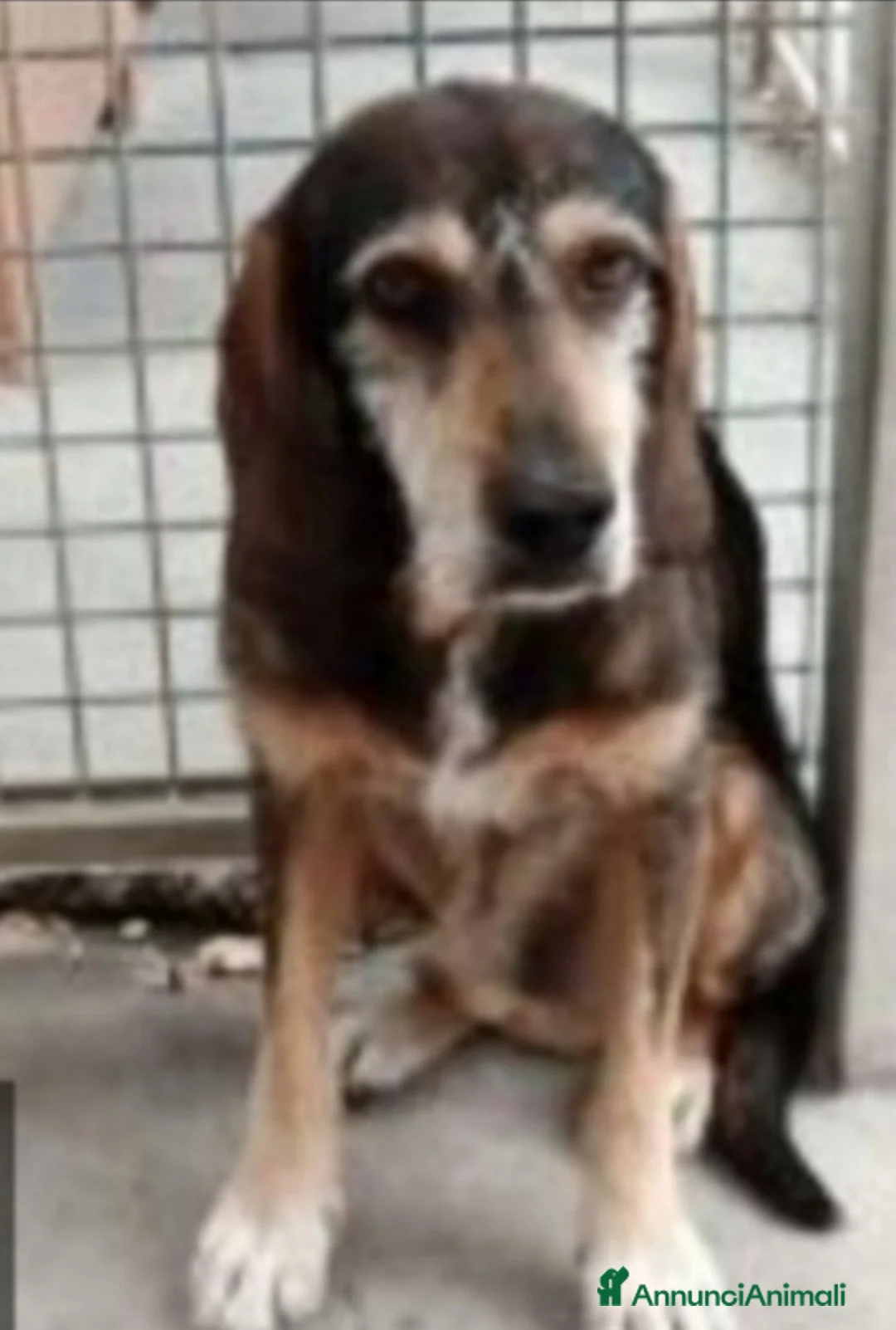 Segugio cani in regalo: Segugio entrato in canile nel 2012! URBINO SOS a Città metropolitana di Milano - Annuncio 2