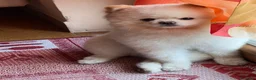 Volpino Pomerania cani per accoppiamento: Volpino di Pomerania Toy da monta  a Provincia di Lecco - Annuncio 6