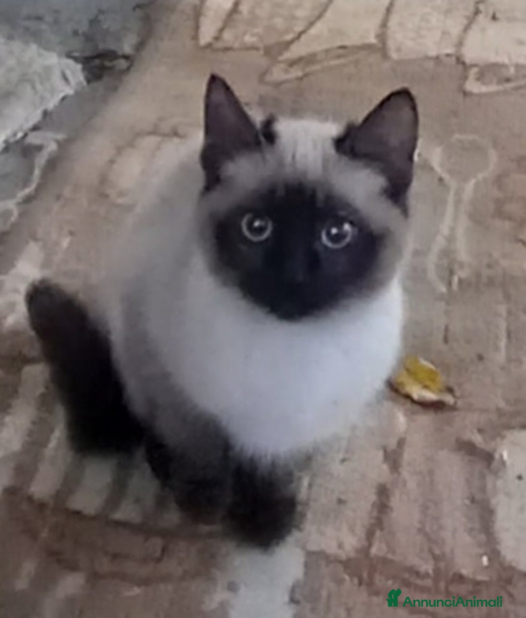 Siamese gatti in vendita: Bellissimi Thai - Annuncio 2